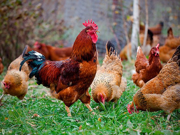 Породы куриц | ЗооТом - продажа, вязка и услуги для животных в Дивном