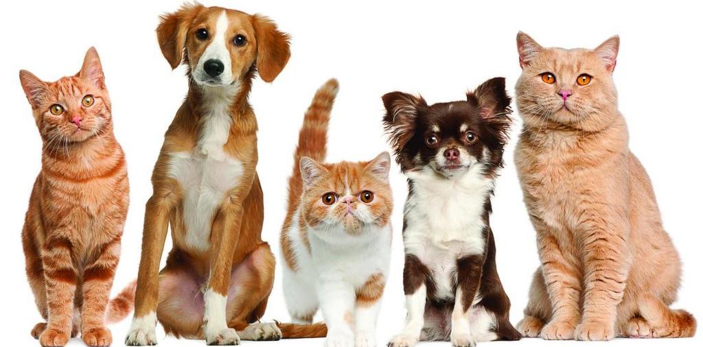 Доска объявлений о животных | ЗооТом - продажа, вязка и услуги для животных в Дивном