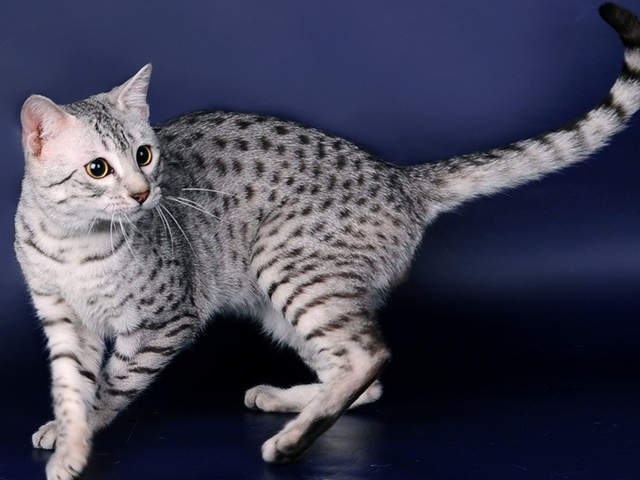 Породы кошек в Дивном | ЗооТом портал о животных