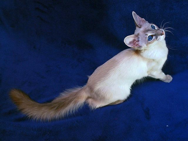 Выведенные породы кошек в Дивном | ЗооТом портал о животных