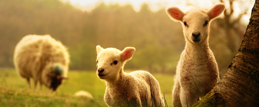 Объявления о сельскохозяйственных животных | ЗооТом - продажа, вязка и услуги для животных в Дивном