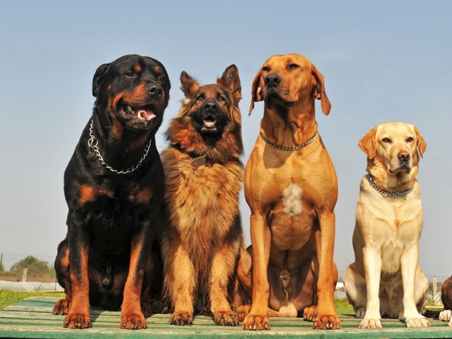 Крупные породы собак в Дивном | ЗооТом портал о животных
